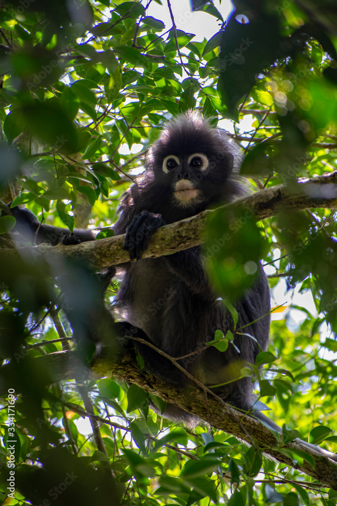 Fototapeta premium Dusky leaf monkey penang malaysia
