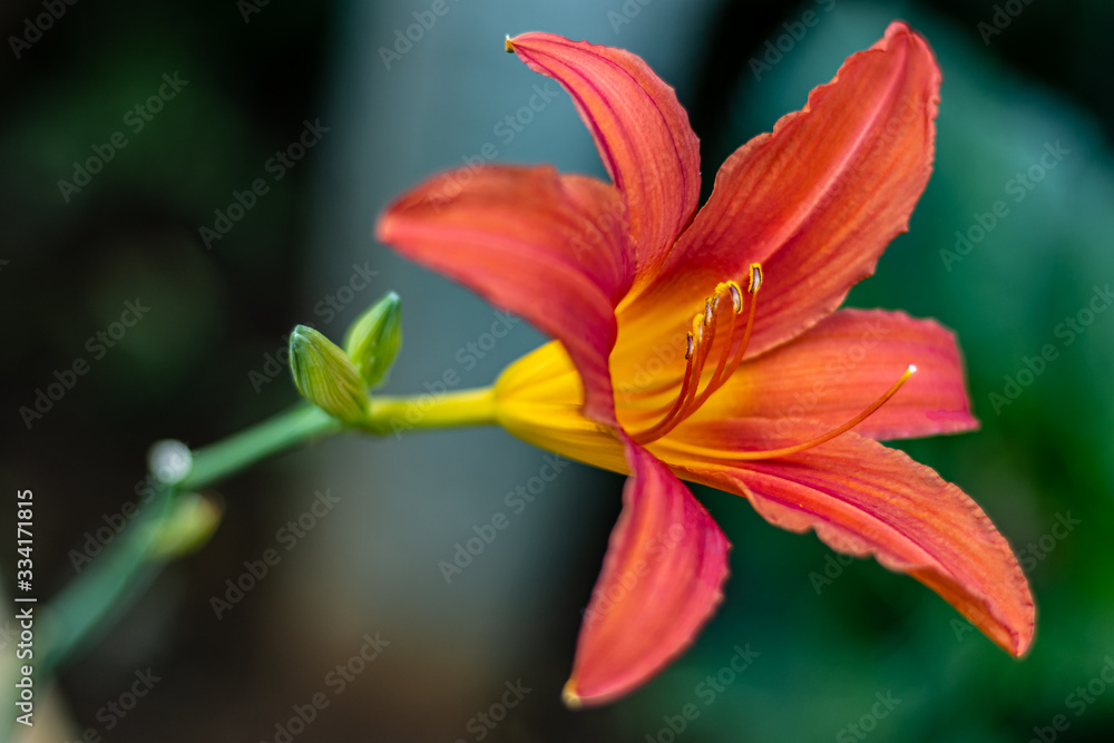 Red day lily in a garden Red day lily in a garden