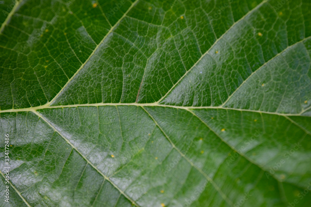 Obraz premium texture of green leaf