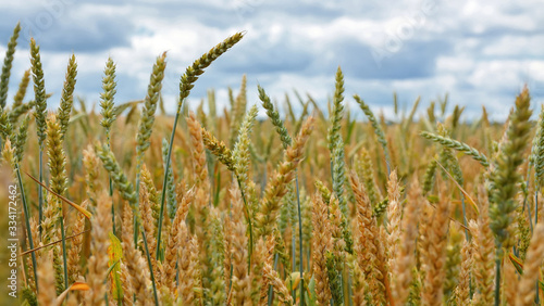 ears of wheat on a field background