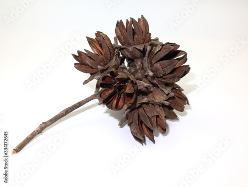 The dried fruit of the Inthanin tree in the dry season, isolated on white background.