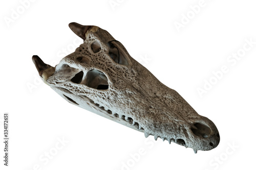 Canvas Print Freshwater crocodile bone skull isolated on the white background