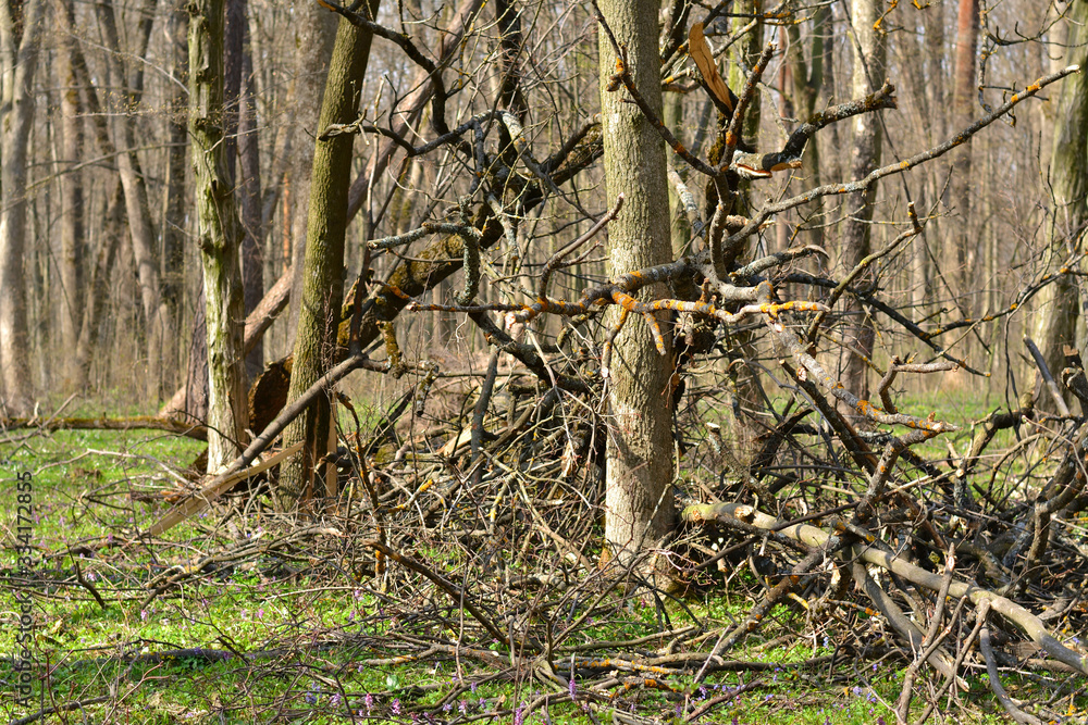 Fototapeta premium broken trees in the forest
