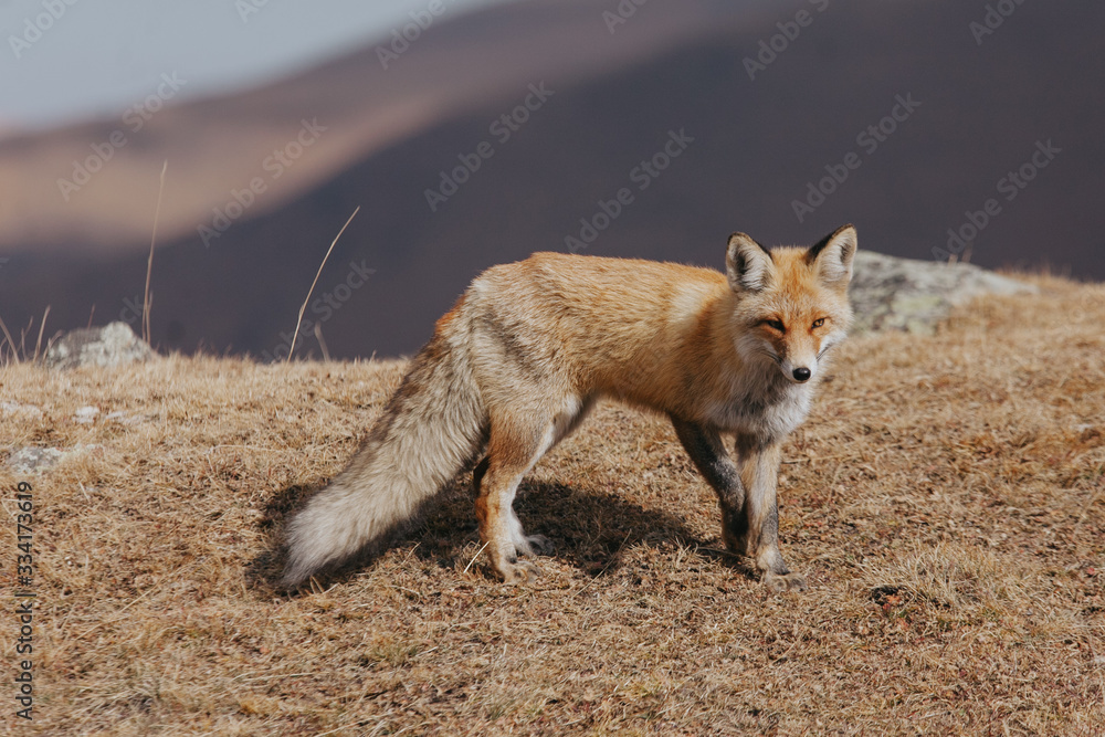 Fototapeta premium Portrait of a red fox in the natural environment