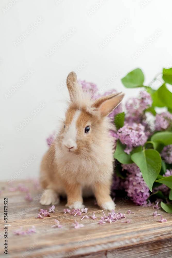 Obraz premium Fluffy home ginger bunny rabbit sniffing big lilac flowers bouquet. Easter symbol fluffy rabbit surrounded by spring flowers