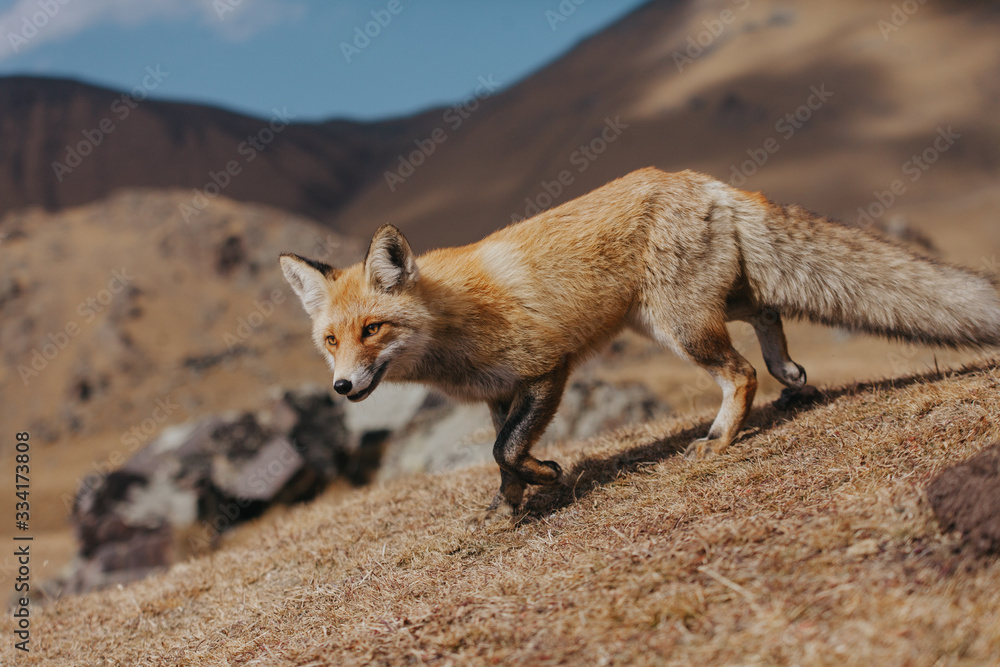 Portrait of a red fox in the natural environment