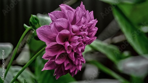 Blooming beautiful flower Dahlia close-up.