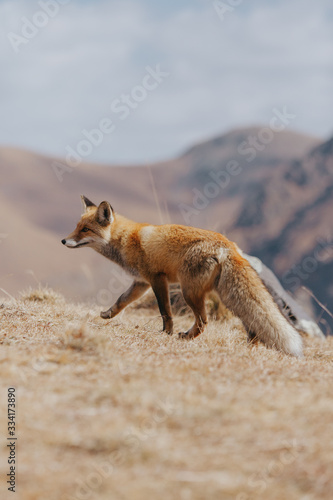 Portrait of a red fox in the natural environment