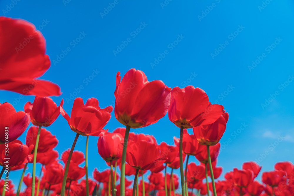 Fototapeta premium Tulipanowy kwiat morski wiosną, kolorowy i bardzo piękny