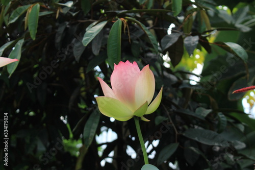  Indian Lotus  flower  or Sacred Lotus  Bean of India  Egyptian Bean  in St. Gallen  Switzerland. Its Latin name is Nelumbo Nucifera  Syn Nymphaea Nelumbo .