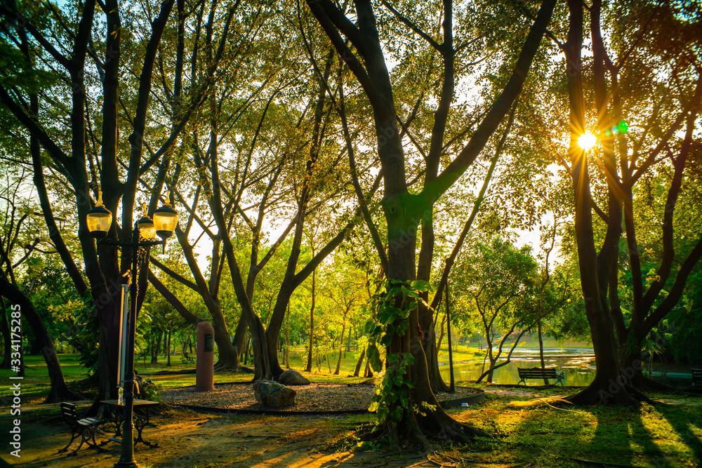 Obraz premium Green tree park sunset light on green meadow grass
