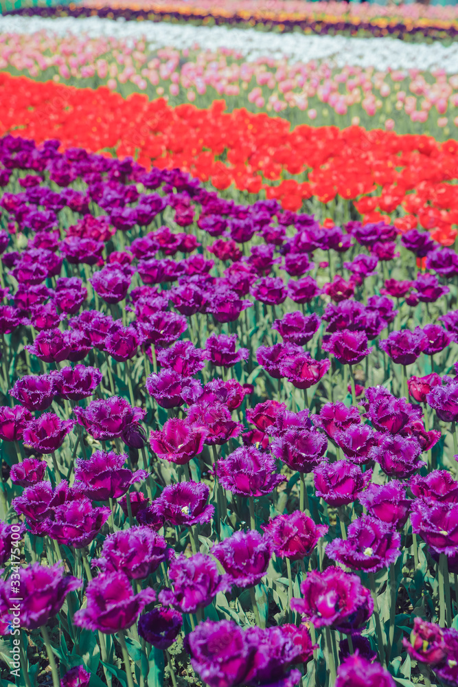 Tulip flower sea in spring, colorful and very beautiful