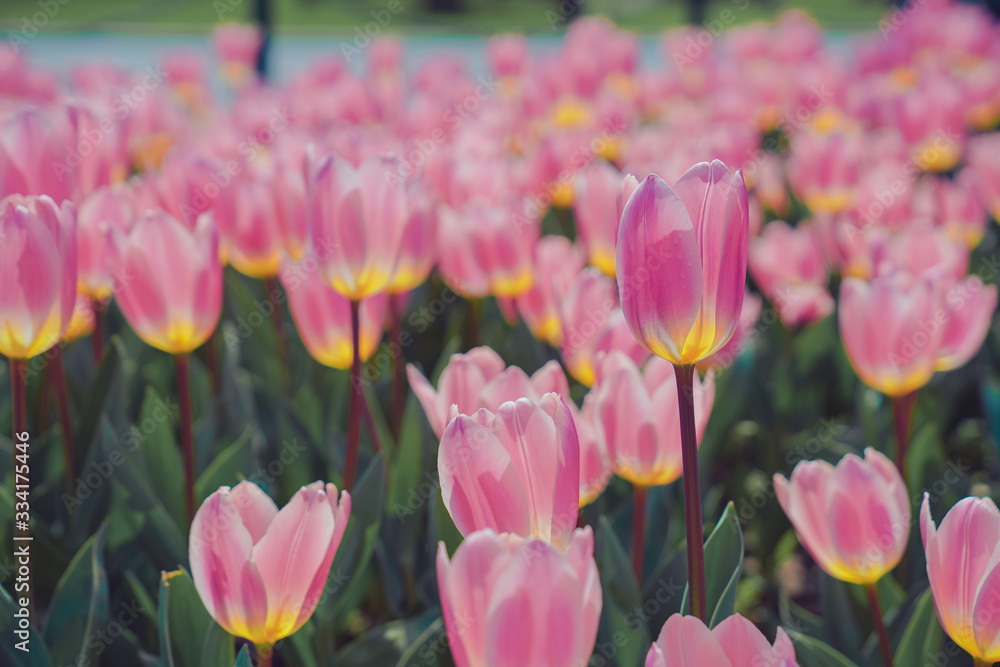 Fototapeta premium Tulip flower sea in spring, colorful and very beautiful