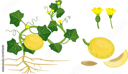 Parts of plant. Morphology of melon plant with fruits, flowers, green leaves and root system isolated on white background