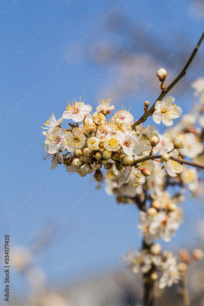 Flowers of the cherry blossoms on a spring day