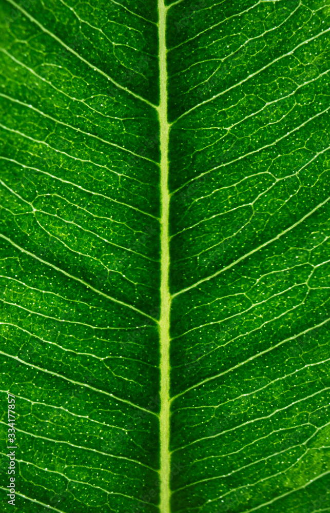Leaf veins, macro. Plant structure pattern with selective focus. Nature vertical background, wallpaper or backdrop Leaf veins, macro. Plant structure pattern with selective focus. Nature vertical background, wallpaper or backdrop