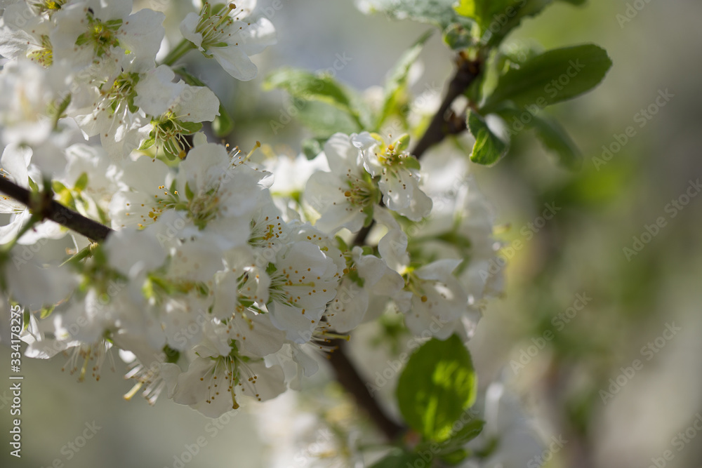 Flowering trees on a spring sunny day. White flowers on the branches of trees Flowering trees on a spring sunny day. White flowers on the branches of trees