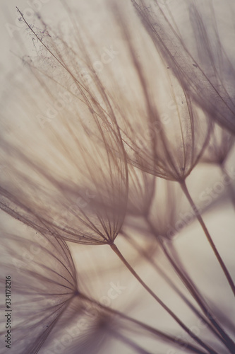 Dandelion abstract background. Shallow depth of field. Vintage style.