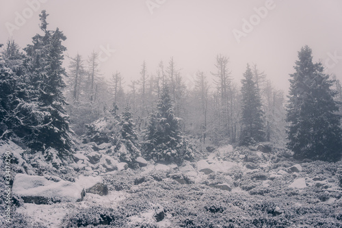 Nebliger Sonnenaufgang im verschneiten Harz Wald 