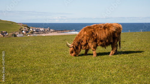 Sandend Highland Cow photo