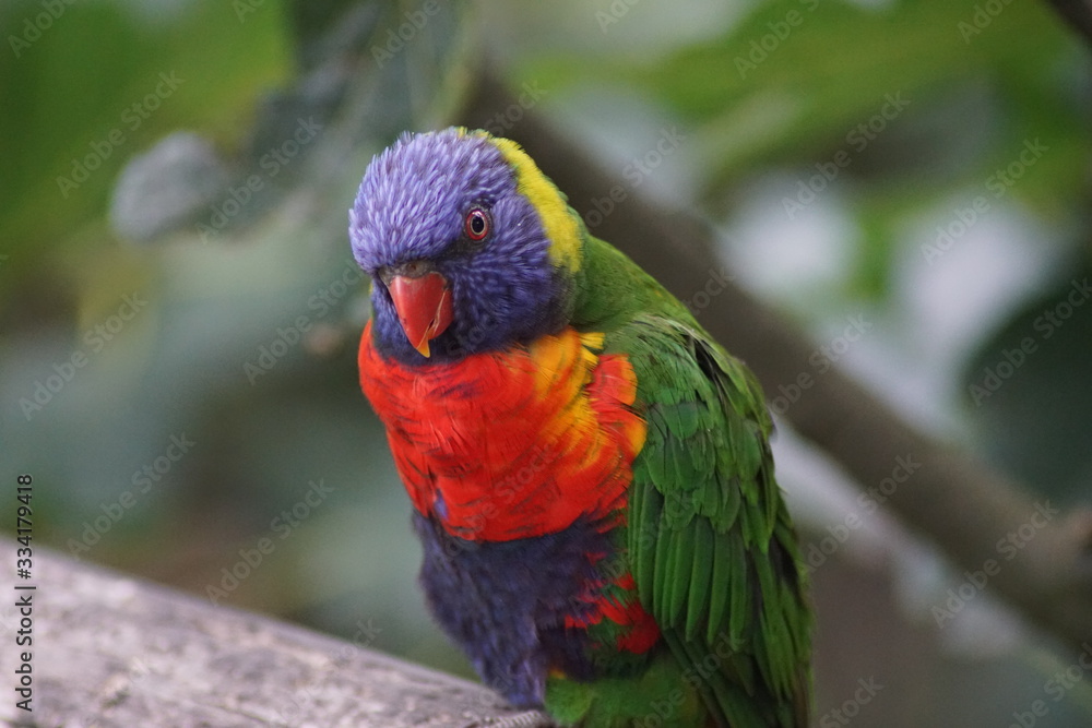 Naklejka premium oiseau