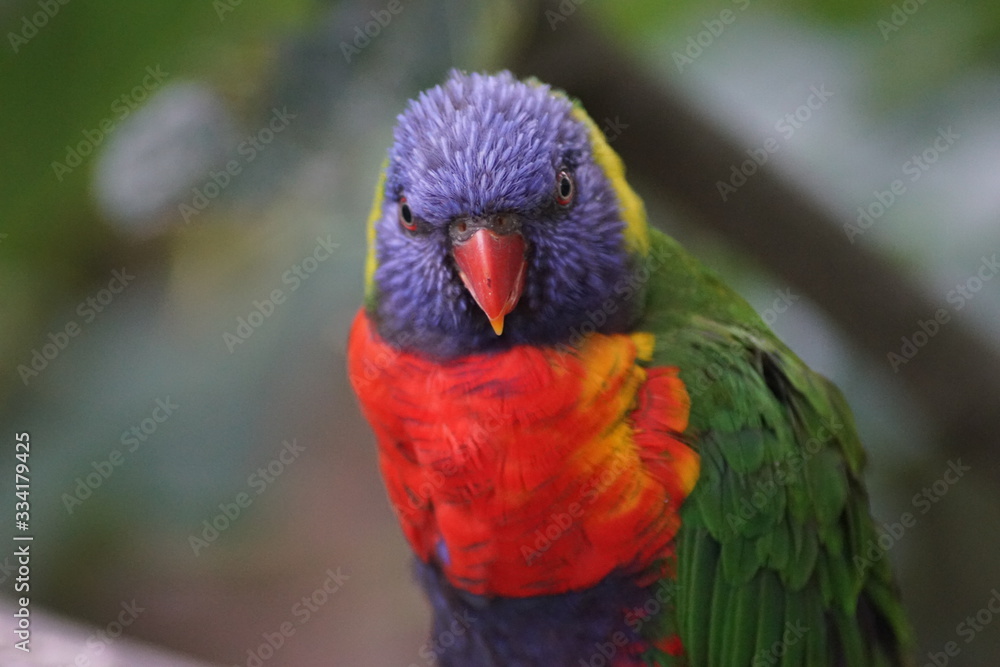 Naklejka premium oiseau