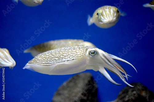 可愛い目で水中を泳ぐシリヤケイカ（日本の新江ノ島水族館）