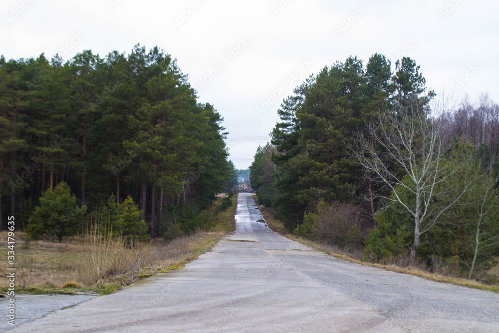Fototapeta premium road in forest