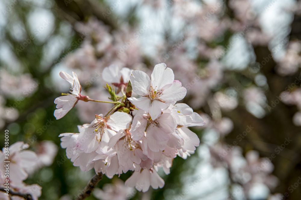 Fototapeta premium 満開をむかえた手取川堰堤のソメイヨシノ