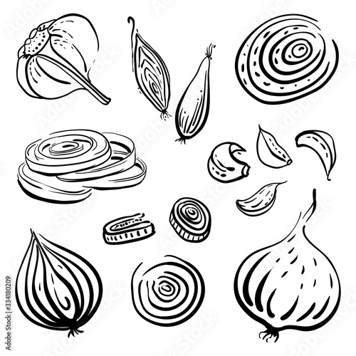 Onion, garlic, bulbs and cloves, halved, sliced. Black line sketch of vegetables isolated on white background. Doodle hand drawn vegetables. Vector illustration