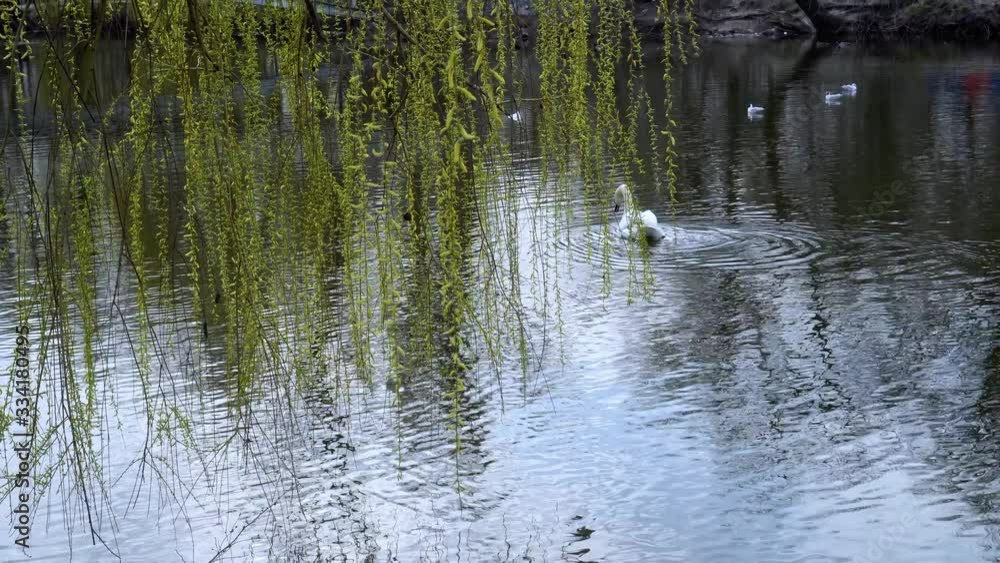 A white swan swims on a quiet water surface on a pond. A white swan swims on a quiet water surface on a pond.