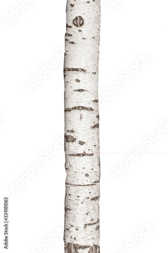 Natural birch tree trunk isolated on white background