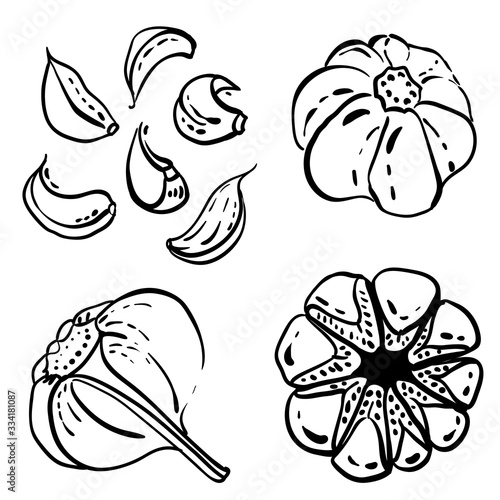 Black line sketch of vegetables isolated on white background. Doodle hand drawn vegetables. Vector illustration