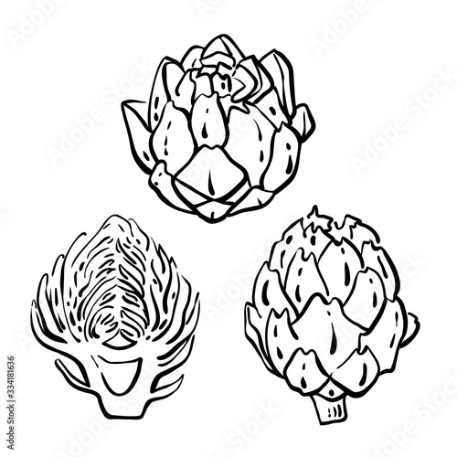 Black line sketch of vegetables isolated on white background. Doodle hand drawn vegetables. Vector illustration