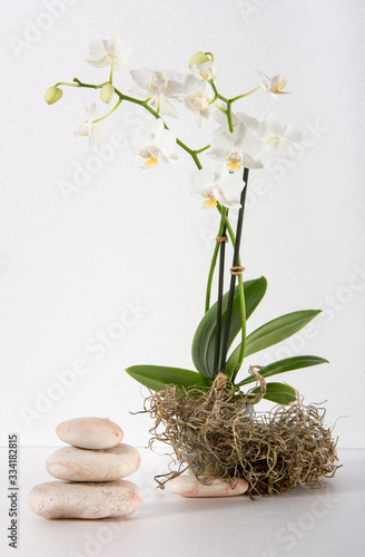 Photography Design with white orchids and stones in balance