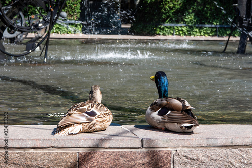 Enten vor einem Brunnen