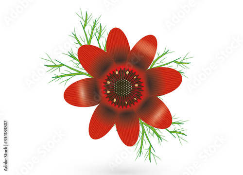 Sommer Adonisröschen Blüte in leuchtendem Rot 