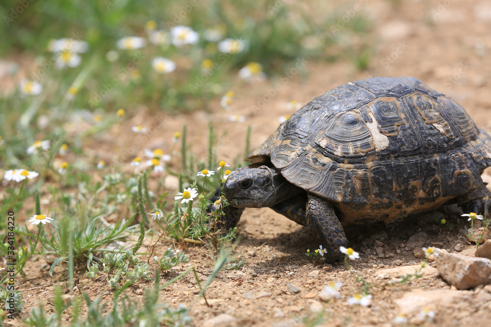 wild Mediterranean Tortoise on meadow wild Mediterranean Tortoise on meadow