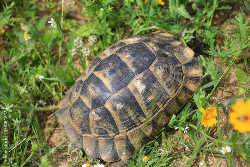 mediterranean tortoise shell