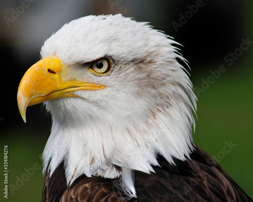 american bald eagle  portrait