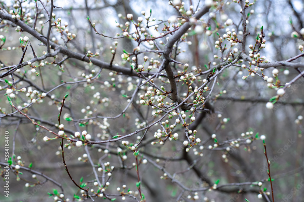 not yet blossoming buds of white flowers on a tree in the park. early spring not yet blossoming buds of white flowers on a tree in the park. early spring