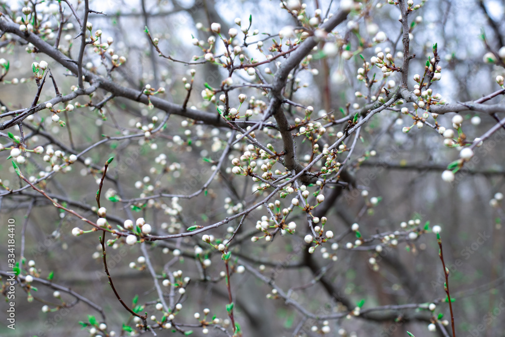 not yet blossoming buds of white flowers on a tree in the park. early spring