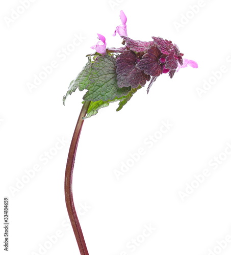 Blooming dead nettles with purple flowers, Red Dead-nettle, purple dead-nettle, velikdenche, Lamium purpureum isolated on white photo