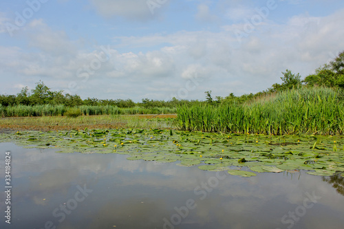 Obraz na plátne Yellow water-lily in summer of Churia river in the swamps of Kolkheti National Park