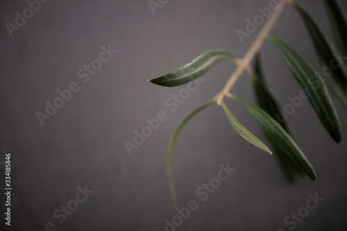 branch of a olive tree