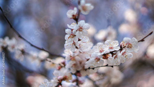 beautiful flowers of apricot tree, springtime and sunny © Olexandr