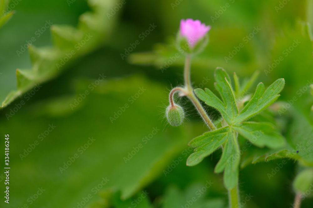 blüte des Ruprechtskraut (Geranium robertianum), blüte des Ruprechtskraut (Geranium robertianum),