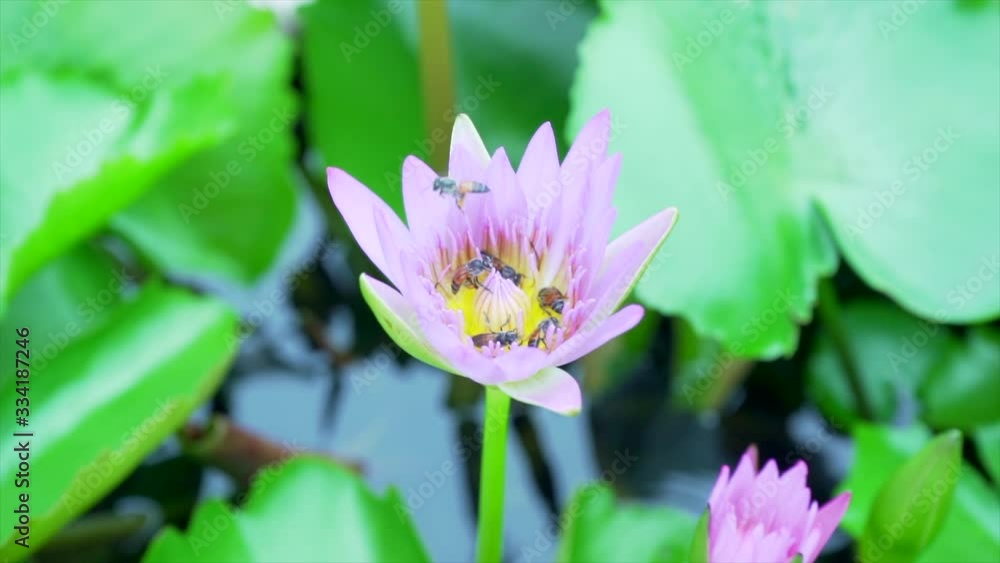 Bee eating pollen from lotus on a nature background. Bee eating pollen from lotus on a nature background.