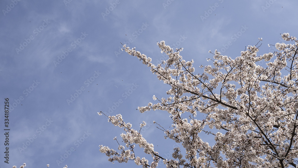 푸른 하늘 아래 예쁘게 핀 벚꽃