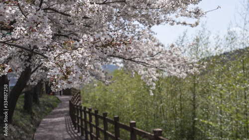 벚꽃 핀 섬진강변 산책길